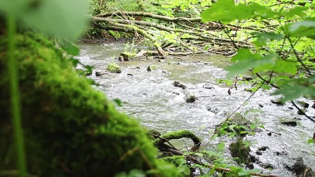 Atmospheric creek reveal floating through idyllic wilderness and untouched forest shows natural environmental conservation and freshwater habitat. Calm flowing creek with rapids and clear water idyll.