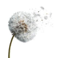 A dandelion seed head dispersing