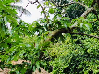 green leaves on the tree