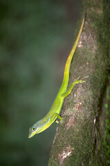 Martinique, Saint-Pierre, Montagne el&eacute;e, faune, flore, 