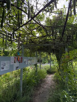 Le Jardin de Mireille en Touraine Angevine, Channay-sur-Lathan, France