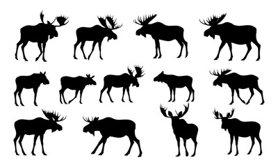 Illustration of wild moose silhouette in walking, standing, and eating poses. Male and female moose with antlers in side profile outline. Vector design for wildlife, forest fauna, nature art