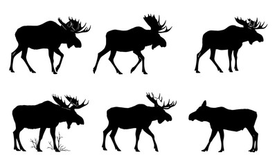 Moose silhouette vector with outline shapes, showing male and female moose antlers. Walking, standing, eating poses in wildlife and forest theme. Animal profile side view for nature