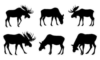 Wild moose silhouette vector illustration, standing and walking poses of male and female moose with antlers. Outline and profile side view for wildlife design and nature project