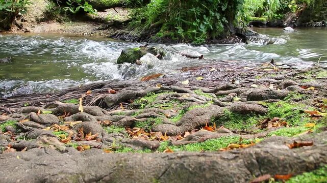 Atmospheric creek reveal floating through idyllic wilderness and untouched forest shows natural environmental conservation and freshwater habitat. Calm flowing creek with rapids and clear water idyll.