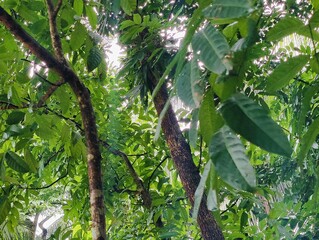 Beautiful trees and leaves in the forest, Green nature background. forest environment