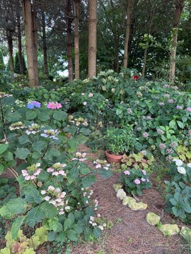 Le Jardin de Mireille en Touraine Angevine, Channay-sur-Lathan, France