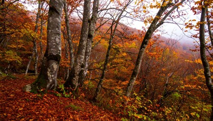 Fototapeta premium Autumnal forest scene with vibrant foliage
