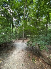 path in the forest