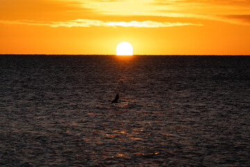 Patagonian sunrise Pacific Ocean