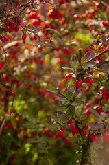 barberry