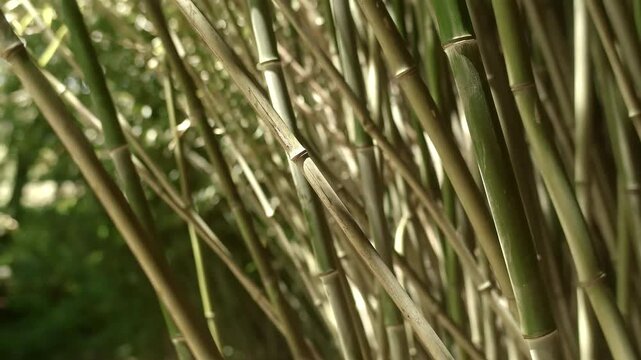 Bamboo Forest Wind | Gentle Nature Sway | Zen Forest Motion
