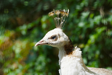 Portrait of a white peacock close-up on green background