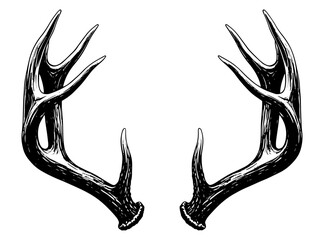 Vector art of pair of deer antlers, isolated on white background