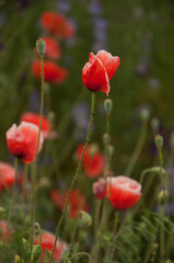 red poppy flowers