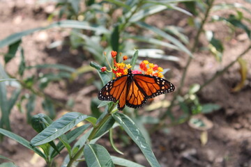 butterfly on flower