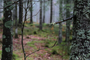 Landschaft im Schwarzwald in der nähe vom Feldberg 