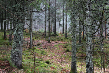Naklejka premium Landschaft im Schwarzwald in der nähe vom Feldberg 
