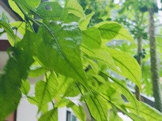 Green leaves captured in a close-up perspective, showcasing their veins, smooth surfaces, and vibrant color. A relaxing and natural image representing growth, tranquility, and harmony with the environ