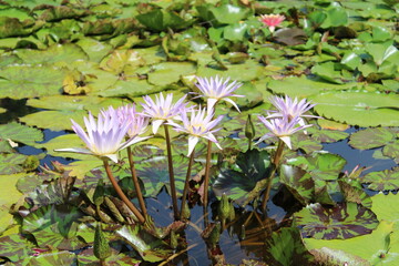 pink water lilies