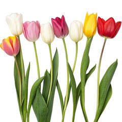 A row of colorful tulips against black background on transparent background