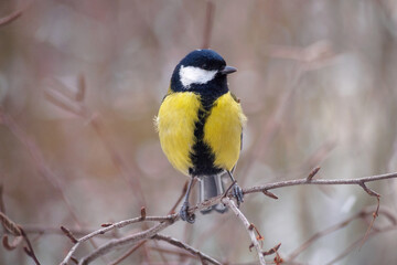 Fototapeta premium A great tit sits on a tree branch. Bird close up.