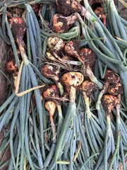 vegetables on market