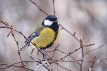 Naklejka premium A great tit sits on a tree branch. Bird close up.