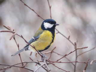 A great tit sits on a tree branch. Bird close up.