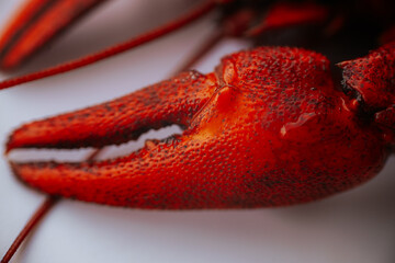 An extreme close-up of a bright red boiled crab claw showing detailed texture and moisture against a white background.