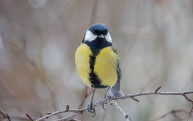 A great tit sits on a tree branch. Bird close up.