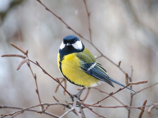 A great tit sits on a tree branch. Bird close up.