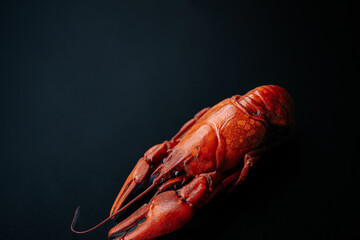 A detailed close-up of a bright red cooked lobster, highlighting its claws and textured shell against a black background.