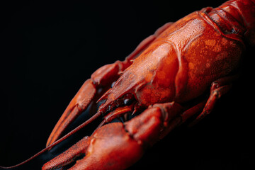 A detailed close-up of a bright red cooked lobster, highlighting its claws and textured shell against a black background.