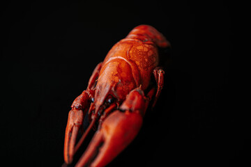 A detailed close-up of a bright red cooked lobster, highlighting its claws and textured shell against a black background.