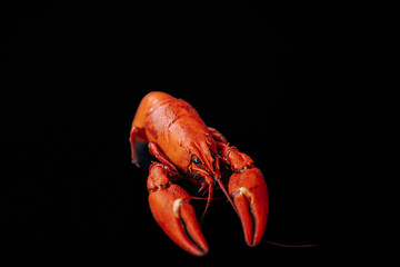 A detailed close-up of a bright red cooked lobster, highlighting its claws and textured shell against a black background.