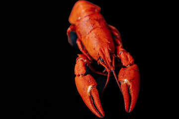 A detailed close-up of a bright red cooked lobster, highlighting its claws and textured shell against a black background.