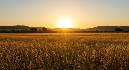 Obraz premium Golden Sunlight Shines Over Vast Field of Wheat at Sunrise or Sunset Scenic Countryside Landscape with Rolling Hills and Trees