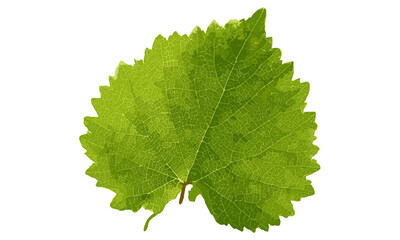 fresh grape leaf PNG element with botanical vine, nature plant background. Bright macro closeup, organic agricultural vine-growing detail, floral design, winery, sustainable eco flora, summer garden