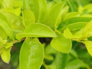 Green leaves captured in a close-up perspective, showcasing their veins, smooth surfaces, and vibrant color. A relaxing and natural image representing growth, tranquility, and harmony with the environ