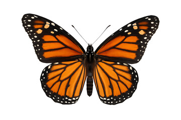 Monarch butterfly isolated on transparent background