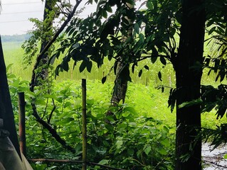 Beautiful trees and leaves in the forest, Green nature background. forest environment