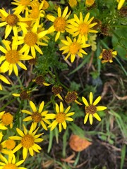Vibrant yellow wild flowers Alpine Ragwort in Bloom, Jacobaea alpina