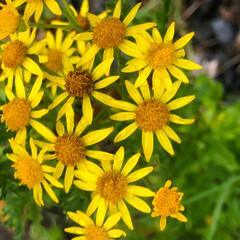 Obraz premium Vibrant yellow wild flowers Alpine Ragwort in Bloom, Jacobaea alpina