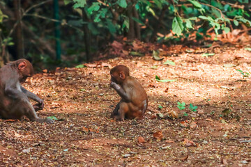 The Rhesus Macaque, a lively and intelligent primate, thrives in Karnala Bird Sanctuary. Known for its social groups, playful antics, and adaptability, it adds charm to the sanctuary’s wildlife.