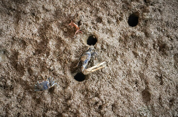Fiddler crabs (Ghost crabs) in nature, Thailand.