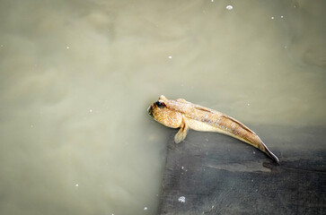 Giant mudskipper ( Periophthalmodon schlosseri ) in water, Thailand.