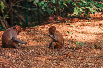 The Rhesus Macaque, a lively and intelligent primate, thrives in Karnala Bird Sanctuary. Known for its social groups, playful antics, and adaptability, it adds charm to the sanctuary’s wildlife.