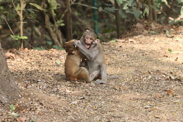 The Rhesus Macaque, a lively and intelligent primate, thrives in Karnala Bird Sanctuary. Known for its social groups, playful antics, and adaptability, it adds charm to the sanctuary’s wildlife.