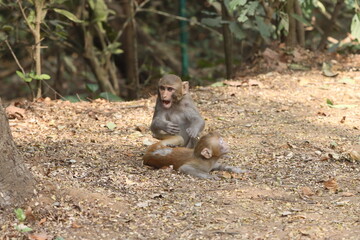 The Rhesus Macaque, a lively and intelligent primate, thrives in Karnala Bird Sanctuary. Known for its social groups, playful antics, and adaptability, it adds charm to the sanctuary’s wildlife.